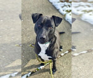 Marley - Female Labrador Retriever-Unknown Mix Dog for Adoption - Photo #2