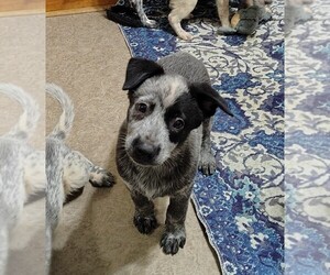 Australian Cattle Dog Puppy for sale in LAURENS, SC, USA
