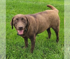 Mother of the Labrador Retriever puppies born on 04/05/2025