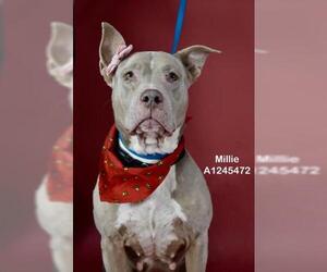 Mutt Dogs for adoption in Bakersfield, CA, USA