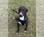 Small #1 Labrador Retriever Mix