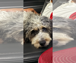 Small #2 Australian Shepherd Mix