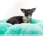 Small #1 Chiweenie