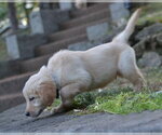 Small #2 Golden Retriever