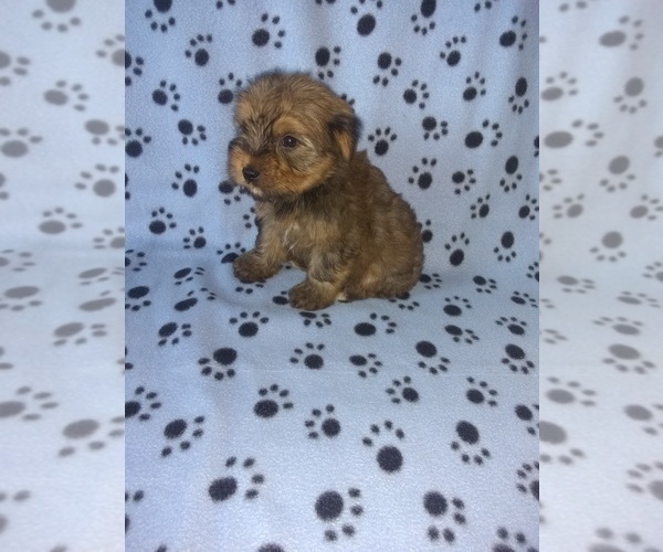 Medium Photo #4 Yorkshire Terrier Puppy For Sale in LAPEER, MI, USA
