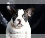 Small Photo #65 French Bulldog Puppy For Sale in WARSAW, IN, USA