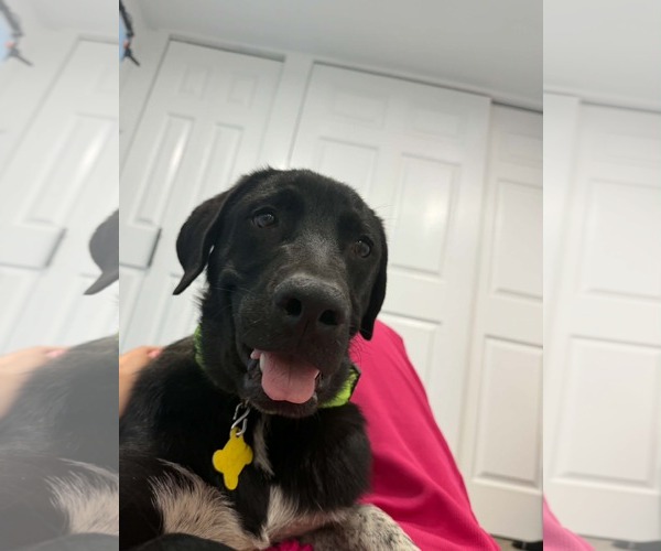 Medium Photo #6 Labrador Retriever-Unknown Mix Puppy For Sale in Sandy, UT, USA