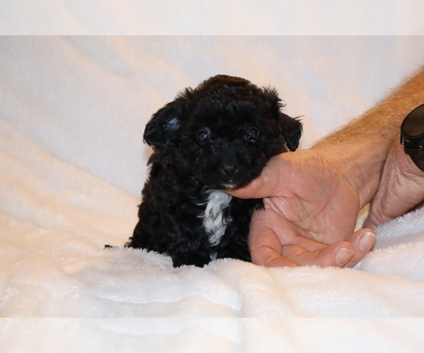 Medium Photo #1 Poodle (Toy) Puppy For Sale in DYERSBURG, TN, USA