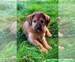 Small #1 Labrador Retriever Mix