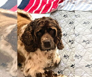 Cocker Spaniel Dogs for adoption in Sioux Falls, SD, USA