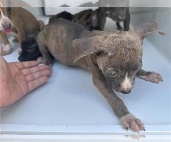 Medium Photo #1 American Pit Bull Terrier-Unknown Mix Puppy For Sale in Houston, TX, USA
