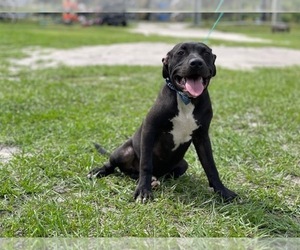 American Staffordshire Terrier Puppy for sale in LAKELAND, FL, USA