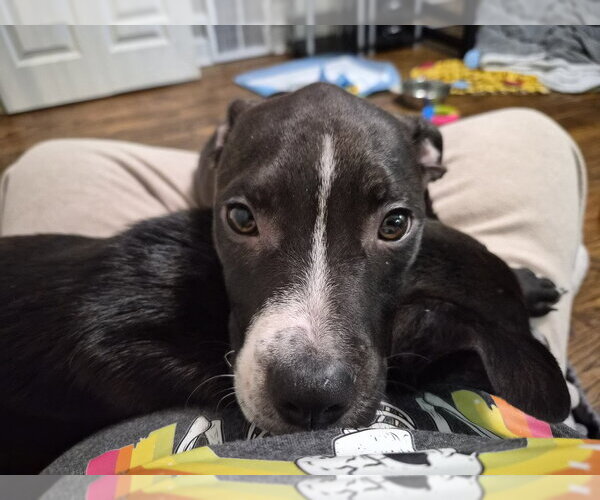 Medium Photo #3 Labrador Retriever-Unknown Mix Puppy For Sale in Springdale, PA, USA