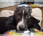 Small #2 Labrador Retriever Mix