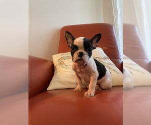 French Bulldog Puppy for sale in VIRGINIA BCH, VA, USA