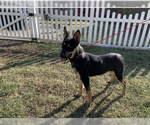 Small Photo #5 German Shepherd Dog-Unknown Mix Puppy For Sale in garner, NC, USA