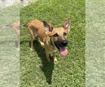 Small #7 German Shepherd Dog Mix