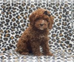 Small #7 Cavapoo