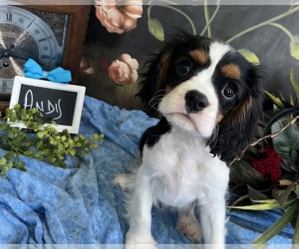Medium Photo #1 Cavalier King Charles Spaniel Puppy For Sale in ABILENE, TX, USA