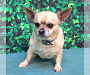 ShiChi Dogs for adoption in Wetumpka, AL, USA