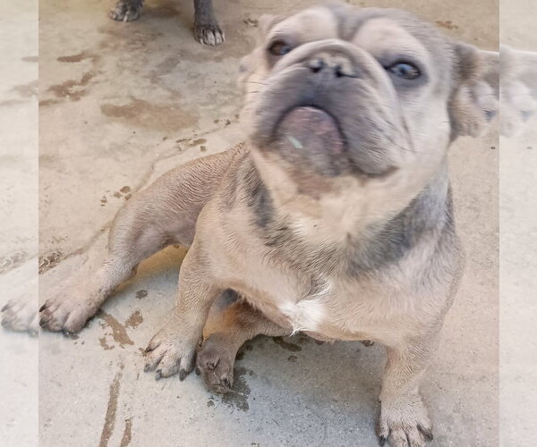 Medium Photo #2 French Bulldog Puppy For Sale in Apple Valley, CA, USA