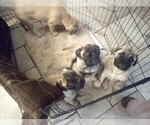 Small Photo #1 Bullmastiff Puppy For Sale in N LITTLE ROCK, AR, USA