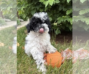 Poodle (Miniature) Puppy for sale in MIDDLEBURY, IN, USA