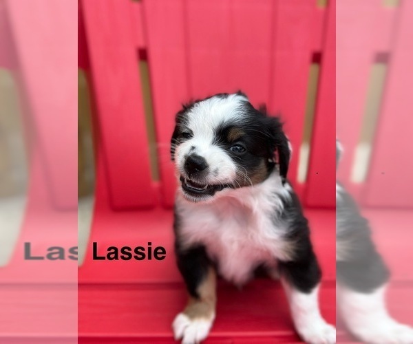 Medium Photo #6 Miniature Australian Shepherd Puppy For Sale in LAKELAND, FL, USA