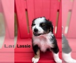 Small Photo #6 Miniature Australian Shepherd Puppy For Sale in LAKELAND, FL, USA