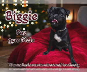 Pug Dogs for adoption in Anchorage, AK, USA