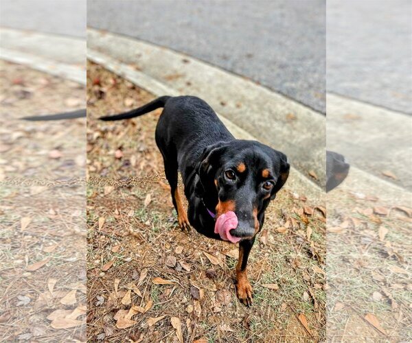 Medium Photo #4 Black and Tan Coonhound-Unknown Mix Puppy For Sale in columbia, SC, USA