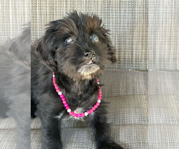 Medium Photo #5 Dachshund-Unknown Mix Puppy For Sale in Weston, FL, USA