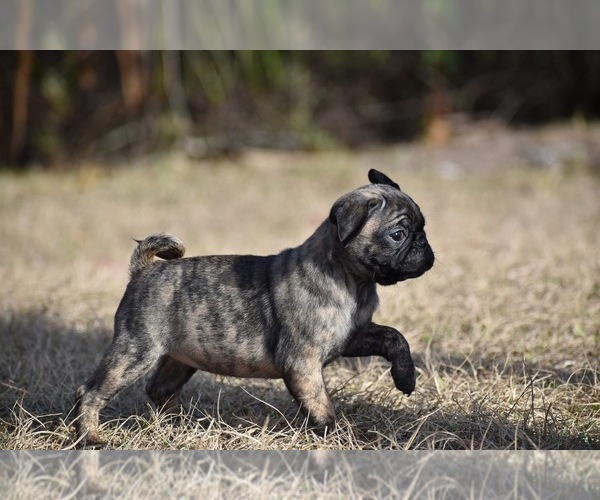 Medium Photo #3 Pug Puppy For Sale in PALM COAST, FL, USA