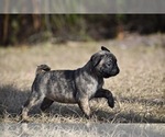 Small #2 Pug