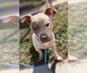 Chihuahua-Unknown Mix Dogs for adoption in St. Cloud, FL, USA