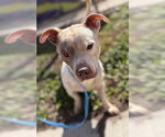Small Chihuahua Mix