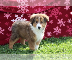 Bernese Mountain Dog-Collie Mix Puppy for sale in SHILOH, OH, USA