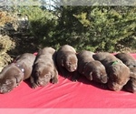 Small Photo #1 Labrador Retriever Puppy For Sale in CORNING, KS, USA