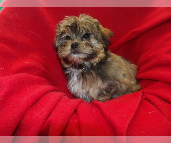 Medium Photo #5 Shorkie Tzu Puppy For Sale in PATERSON, NJ, USA