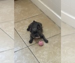 Small #18 French Bulldog