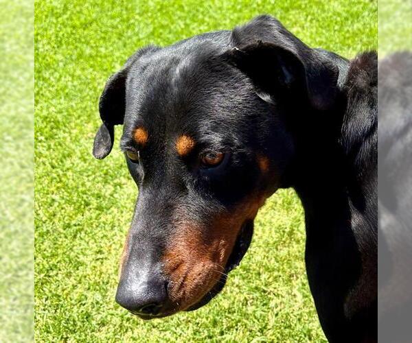 Medium Photo #2 Rottweiler-Unknown Mix Puppy For Sale in Camarillo, CA, USA