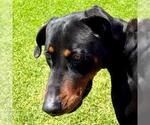 Small #1 Rottweiler Mix