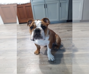 English Bulldog Puppy for sale in SYLVANIA, GA, USA