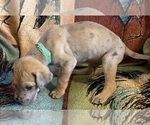 Small #3 Great Dane