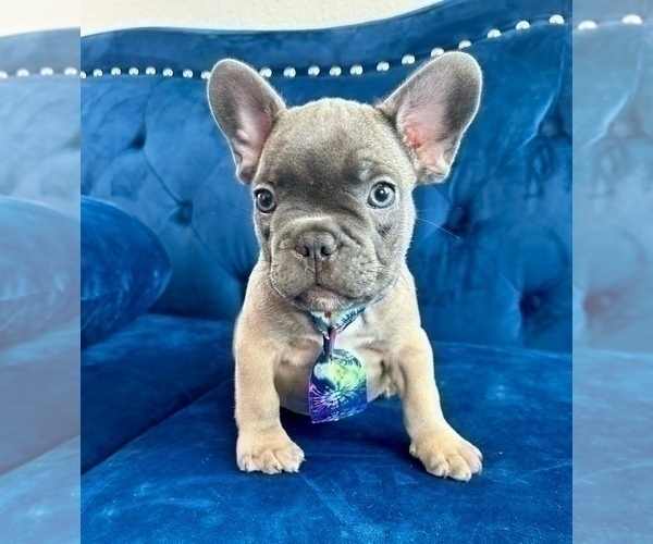 Medium Photo #3 French Bulldog Puppy For Sale in BAKERSFIELD, CA, USA