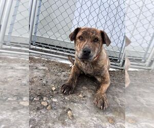 Mutt Dogs for adoption in Calgary, Alberta, Canada