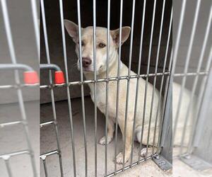 Mutt Dogs for adoption in Oklahoma City, OK, USA