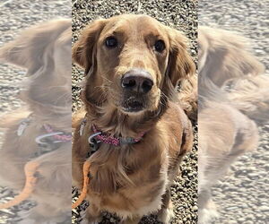 Golden Retriever Dogs for adoption in Estherville, IA, USA
