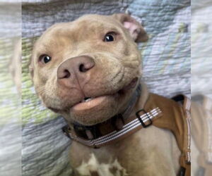 Mutt Dogs for adoption in Lexington Park, MD, USA