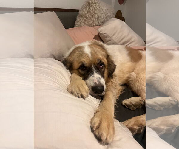Medium Photo #4 Great Pyrenees Puppy For Sale in Spring, TX, USA